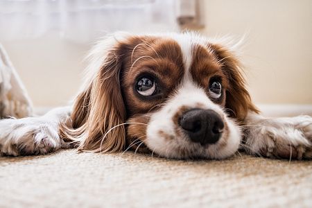cocker-spaniel-2785074_1920